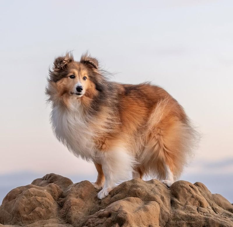 Shetland Sheepdog