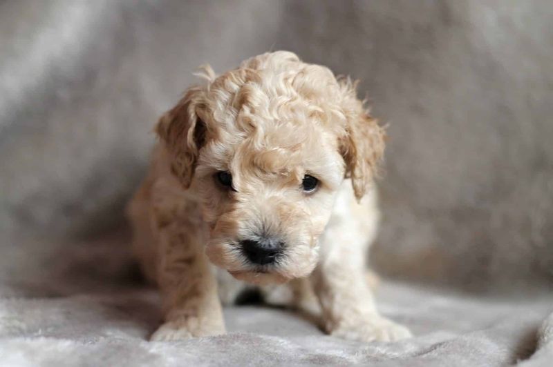 Poodle