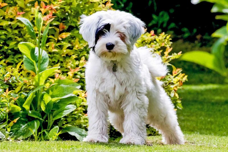 Tibetan Terrier