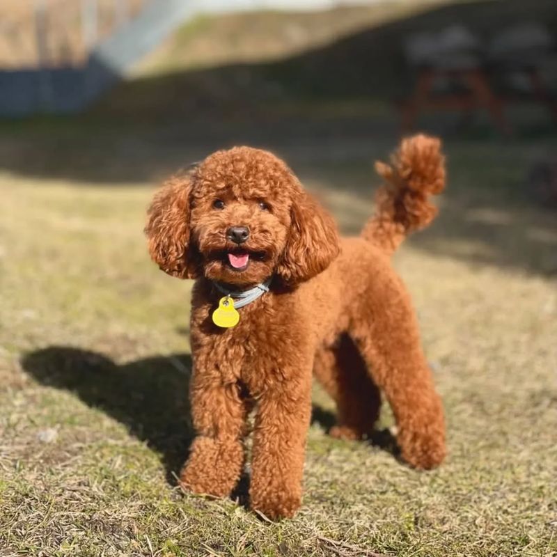 Poodle