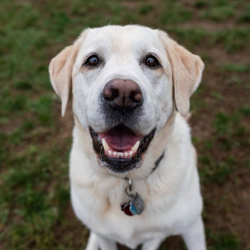 Labrador Retriever Symbolism