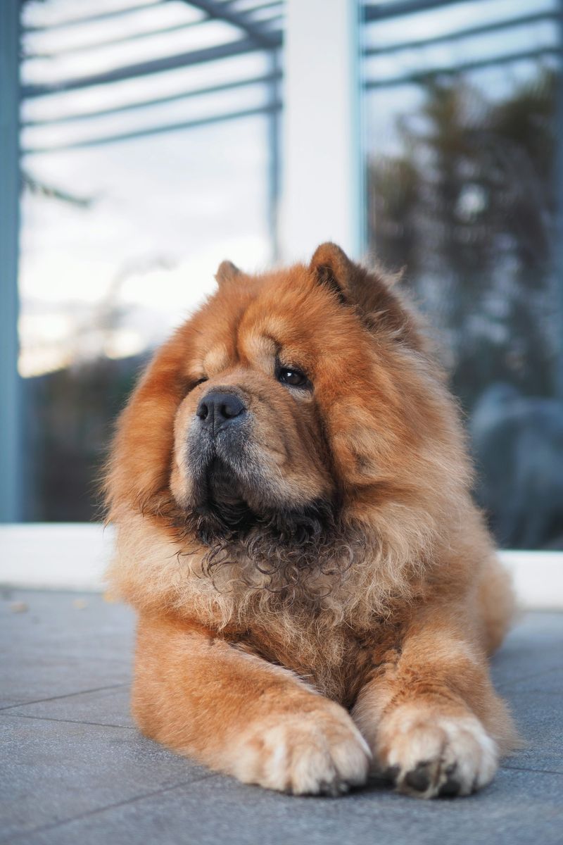 Chow Chow