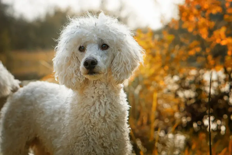 Poodle (White Variety)