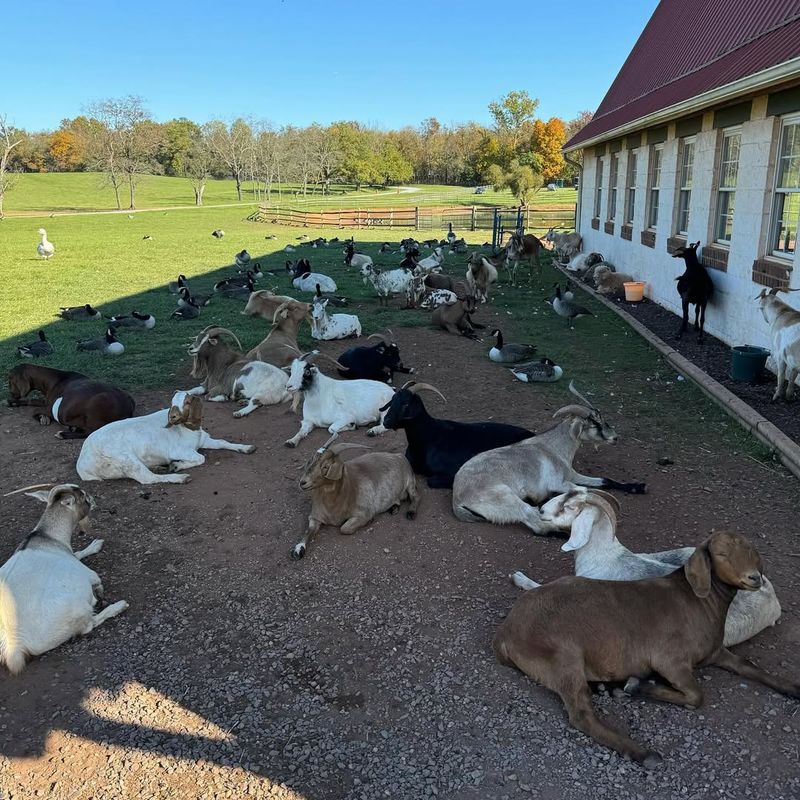 Poplar Spring Animal Sanctuary, Maryland