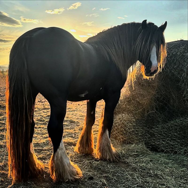 The Future Of Shire Horses