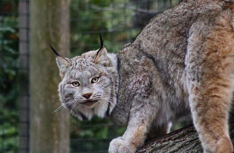 Conservation Status: Saving The Iberian Lynx