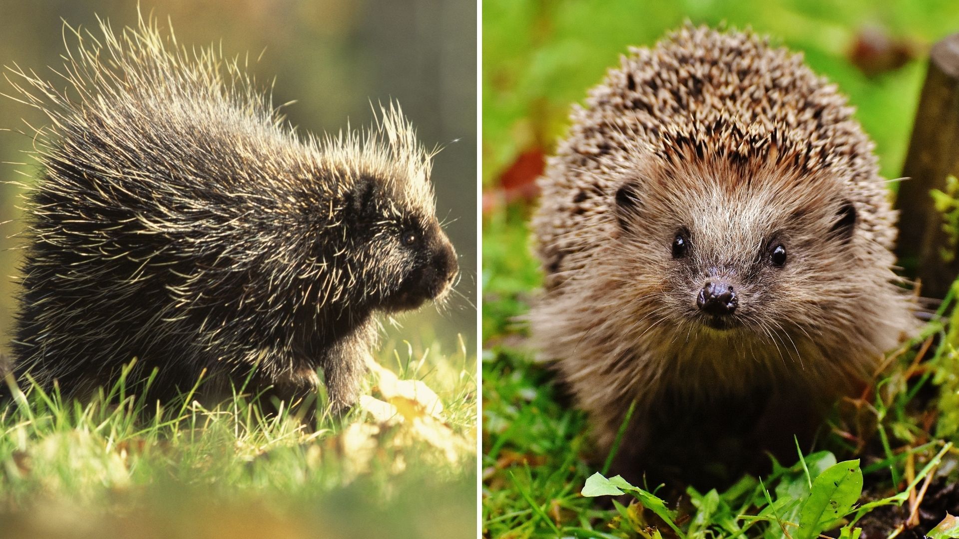 Porcupine Vs Hedgehog 10 Main Differences Explored