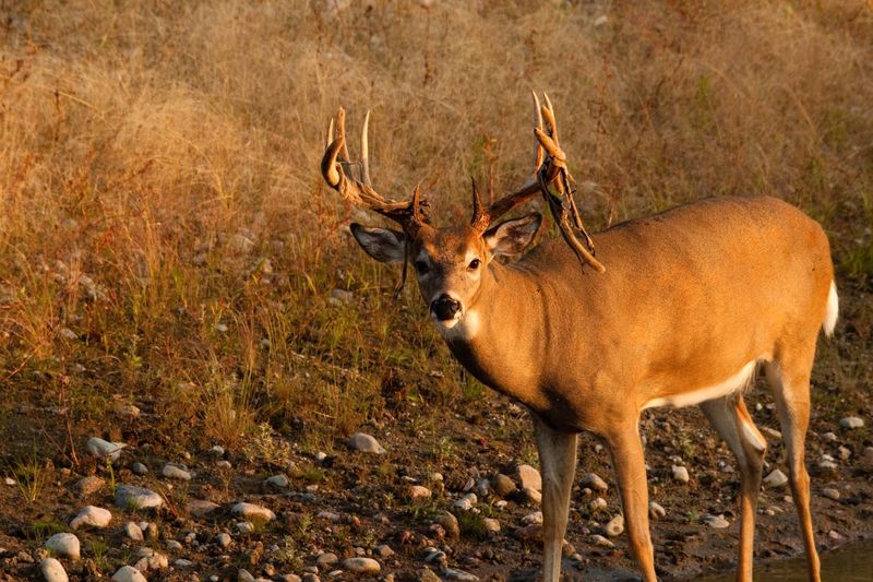 White-tailed Deer