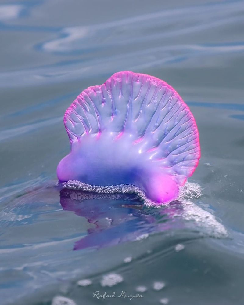 Portuguese Man O' War