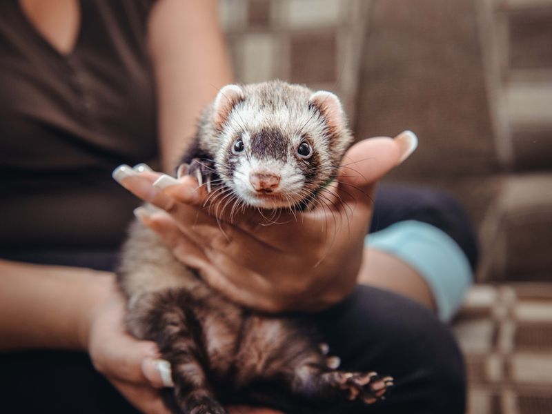 Ferret