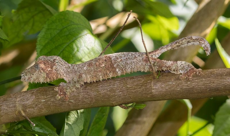 Leaf-Tailed Gecko