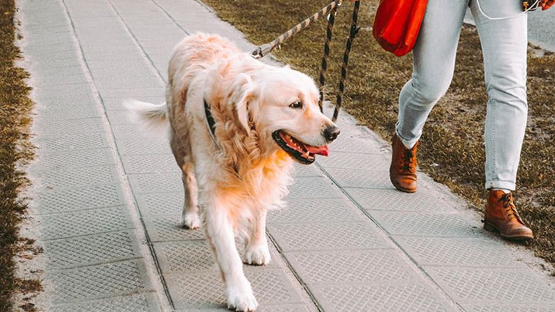 Practice Loose Leash Walking