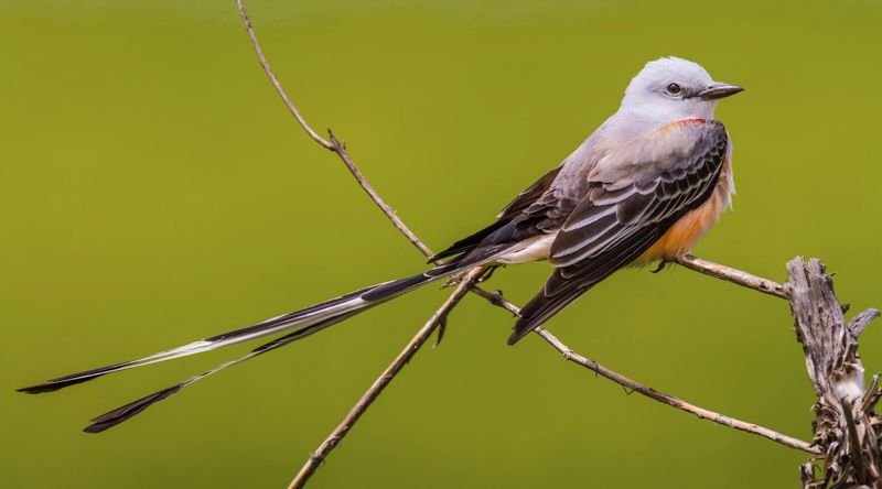 Scissor-tailed Flycatcher