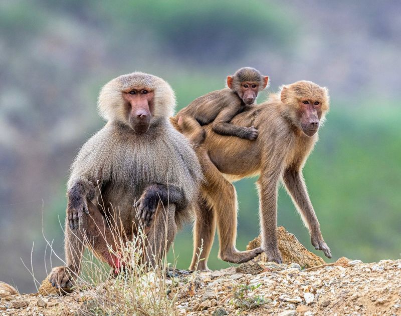 Baboons' Social Structures