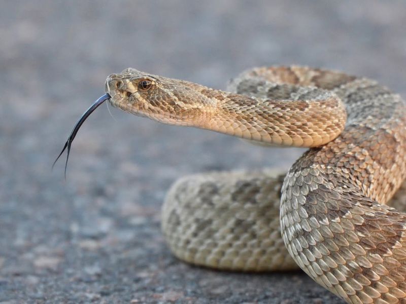 Prairie Rattlesnake