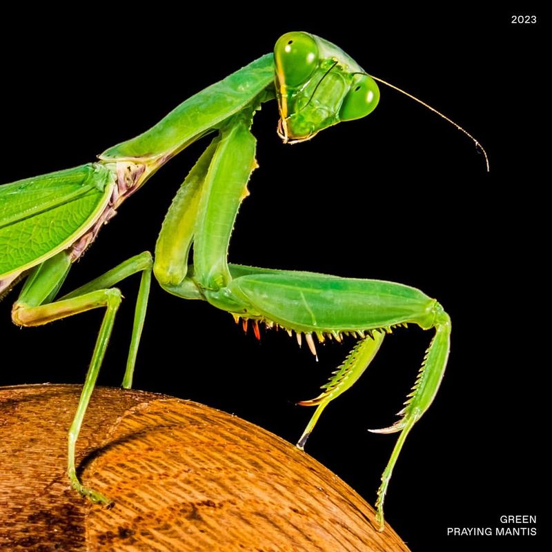 Praying Mantis
