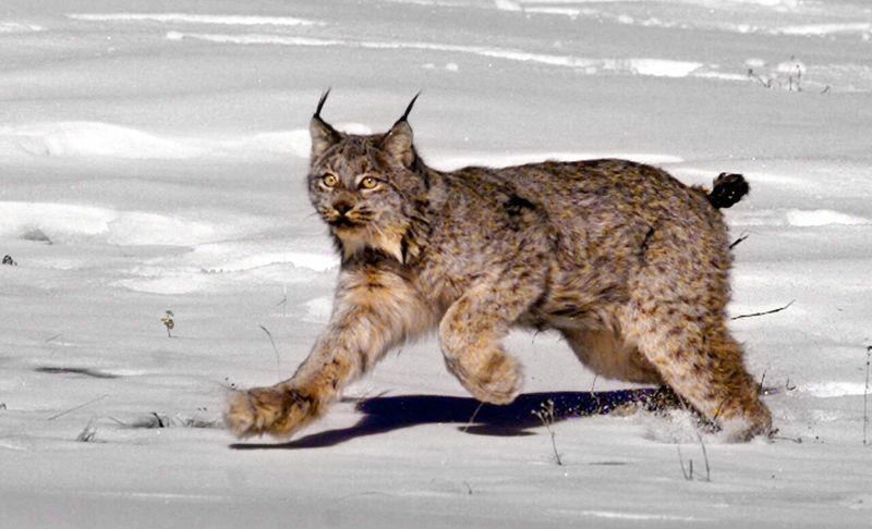 Population Threats: Challenges Facing Lynx