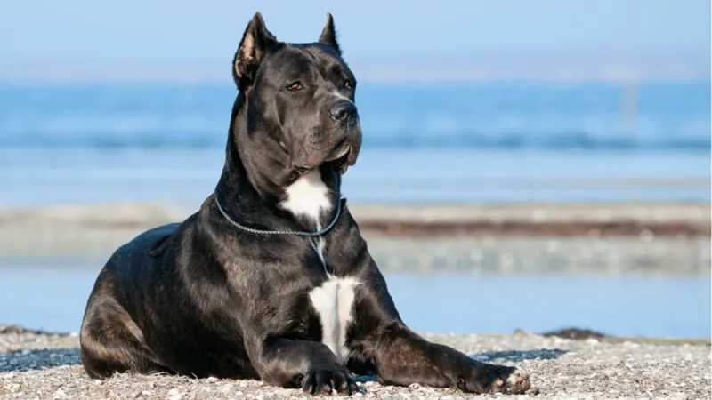 Cane Corso