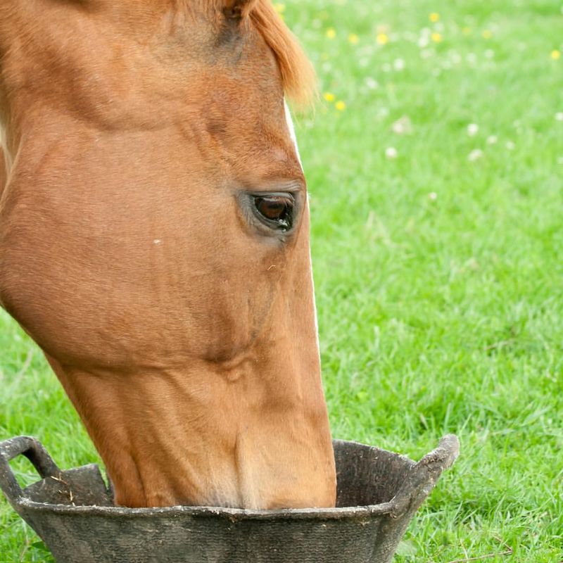 Offering Warm Mash