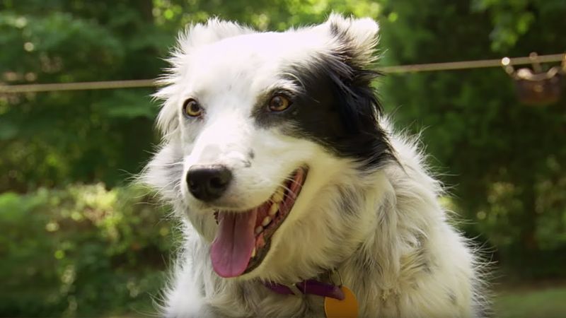 Rico The Border Collie's Word Recognition