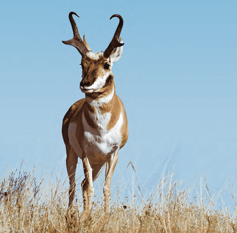 Pronghorn Antelope
