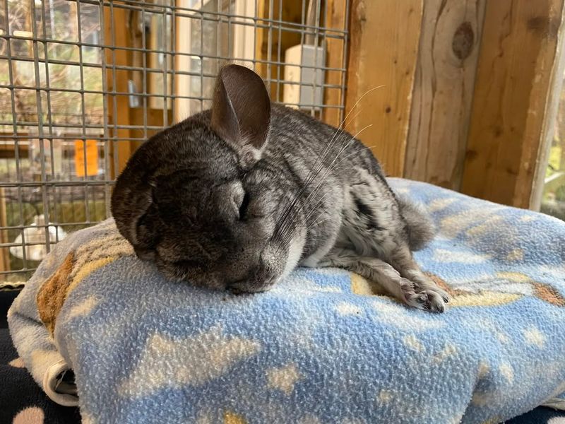Proper Bedding And Substrate