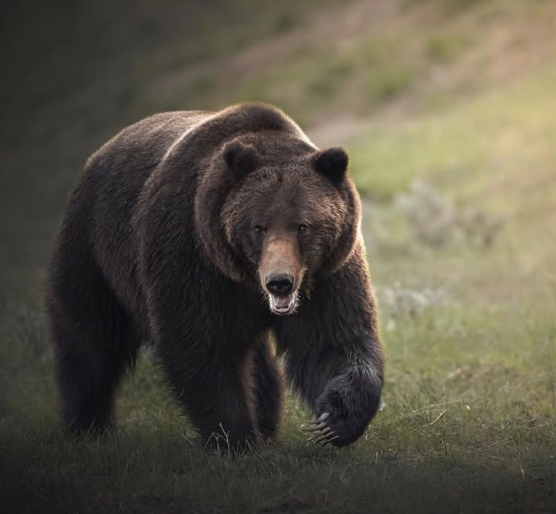 Grizzly Bear Conservation In The Rockies