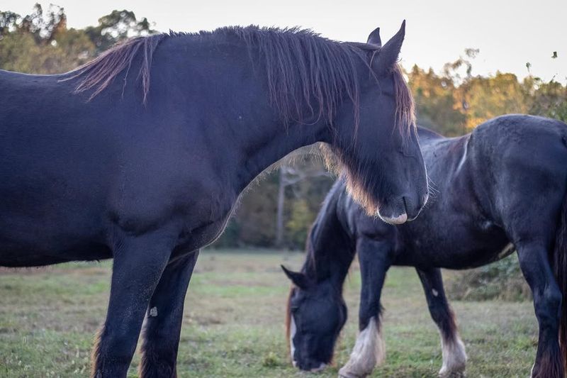 Strength And Stamina: The Shire Horse's Power