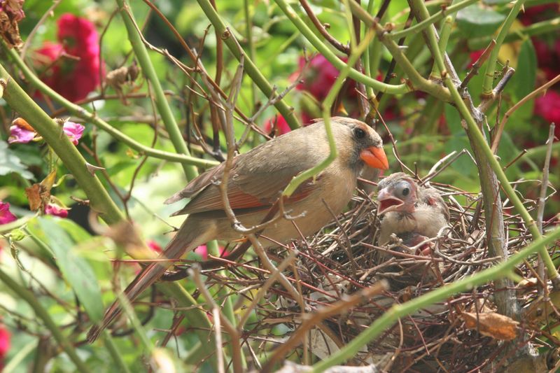 Ensure A Safe Nesting Area