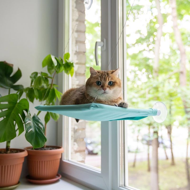 Provide Window Views