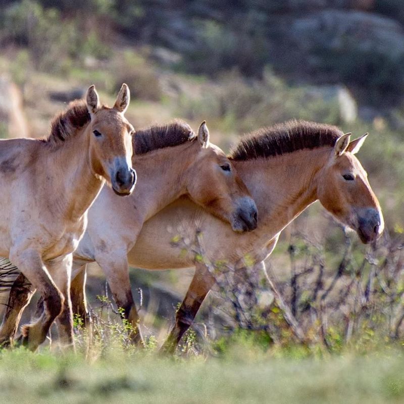Przewalski's Horse