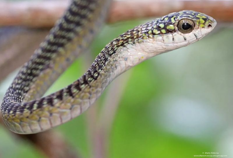 Boomslang