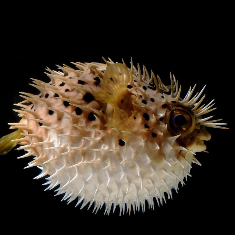 Pufferfish