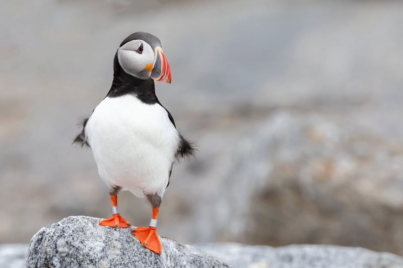 Puffin