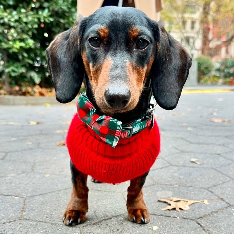 Dachshund