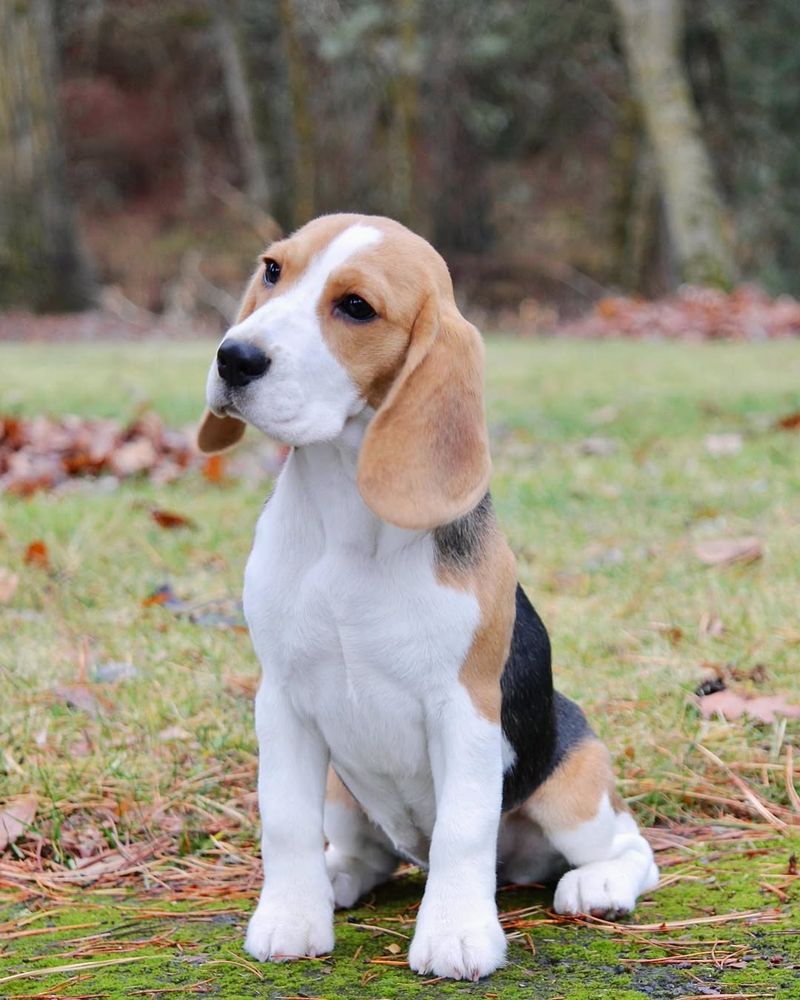 Beagle