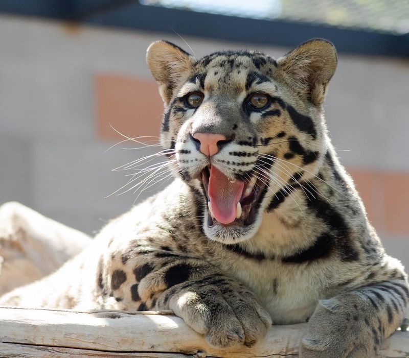 Clouded Leopard