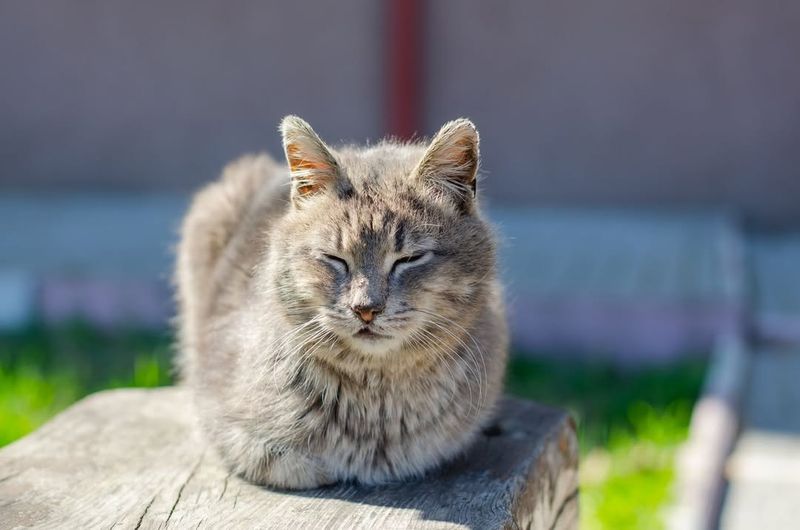 Purring Power