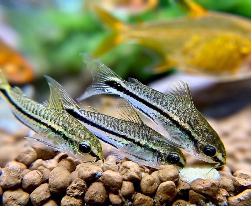 Pygmy Corydoras
