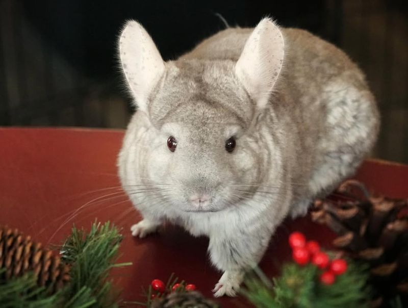 Chinchilla