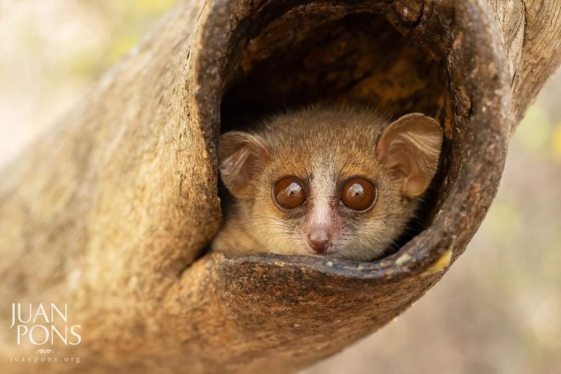 Mouse Lemur