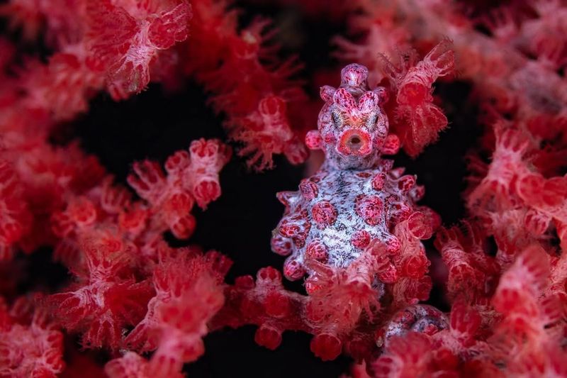Pygmy Seahorse