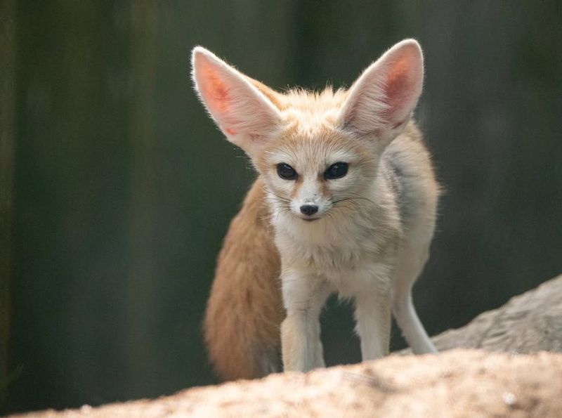 Fennec Fox