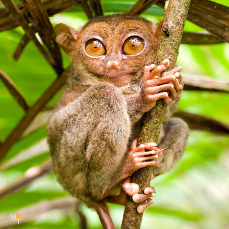 Pygmy Tarsier