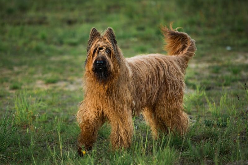 Briard