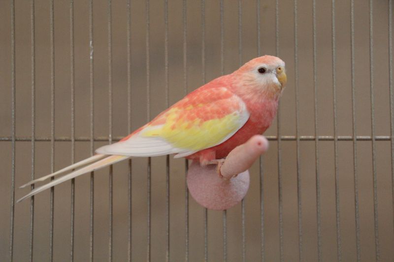 Bourke's Parakeet