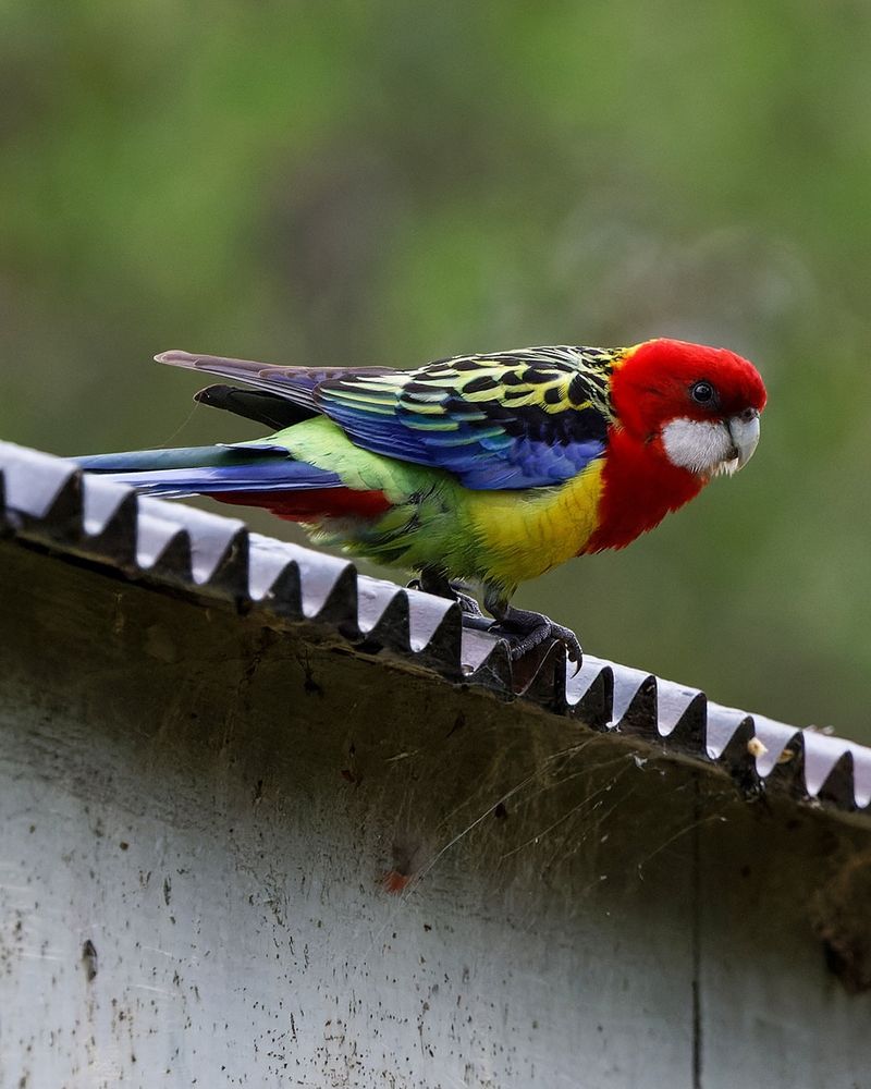 Rosella