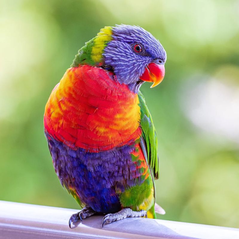 Rainbow Lorikeet