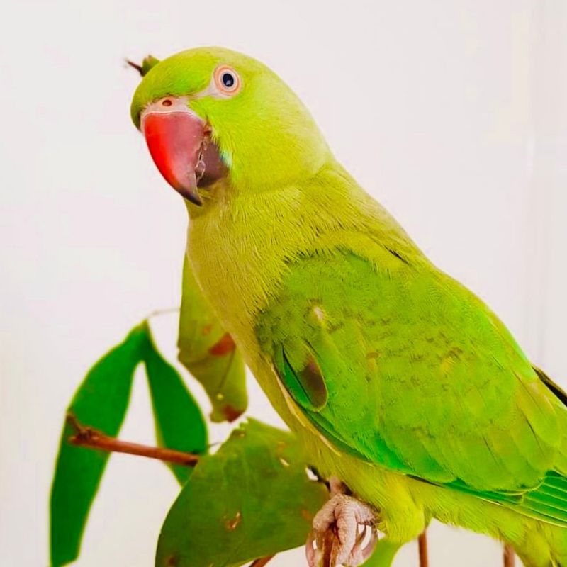 Indian Ringneck Parakeet