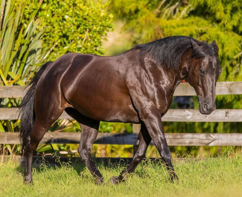 Quarter Horse